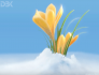fiore crocus 3D per spot video Banca Ticino